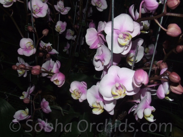 Phalaenopsis Nobby's Amy